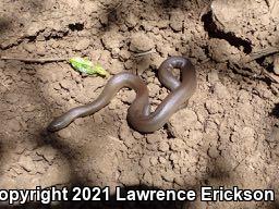 Northern Rubber Boa (Charina bottae)