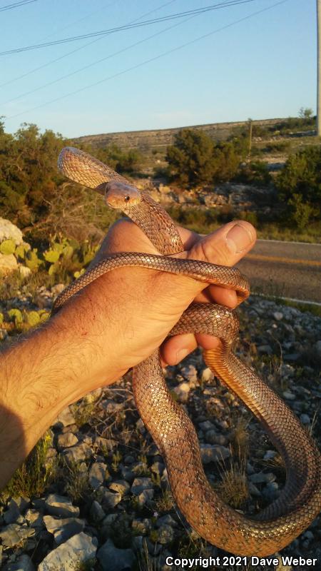 Baird's Ratsnake (Pantherophis bairdi)