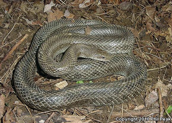 Prairie Kingsnake (Lampropeltis calligaster calligaster)