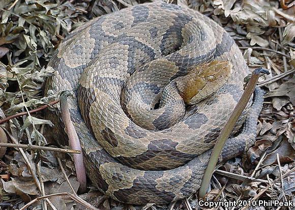 Northern  Copperhead (Agkistrodon contortrix mokasen)