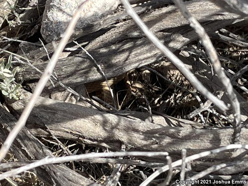 Western Coachwhip (Coluber flagellum testaceus)