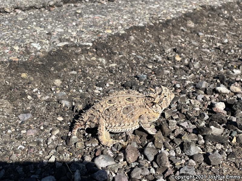 Texas Horned Lizard (Phrynosoma cornutum)