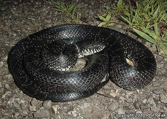 Black Kingsnake (Lampropeltis getula nigra)