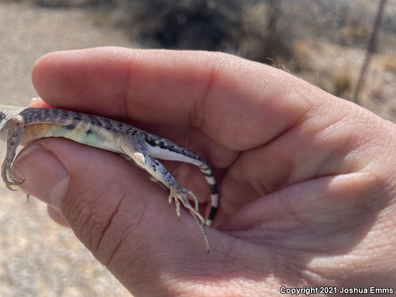 SouthWestern Earless Lizard (Cophosaurus texanus scitulus)