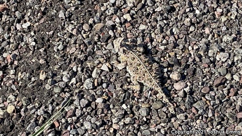 Texas Horned Lizard (Phrynosoma cornutum)