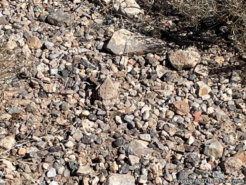 Round-tailed Horned Lizard (Phrynosoma modestum)