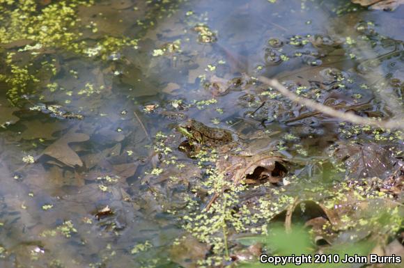 Northern Green Frog (Lithobates clamitans melanota)