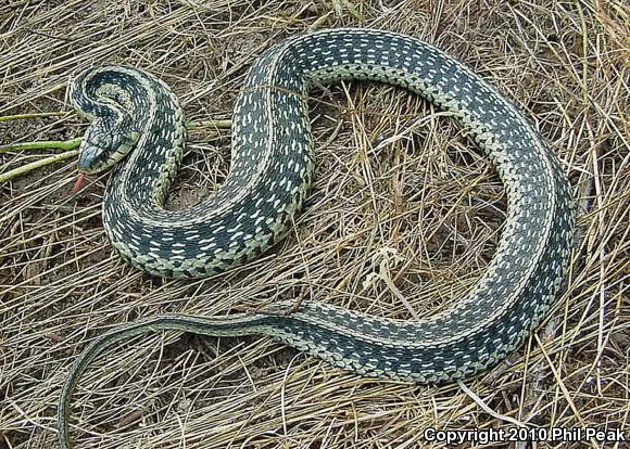 Eastern Gartersnake (Thamnophis sirtalis sirtalis)