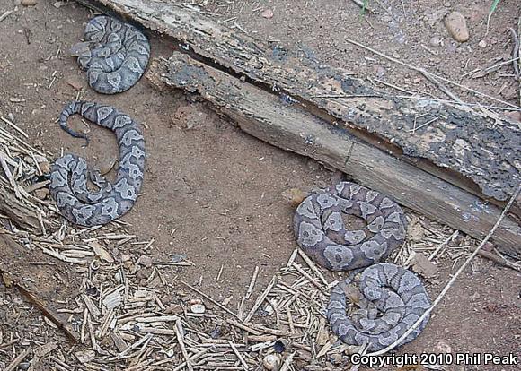 Northern  Copperhead (Agkistrodon contortrix mokasen)