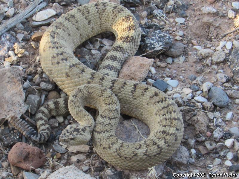 Great Basin Rattlesnake (Crotalus oreganus lutosus)