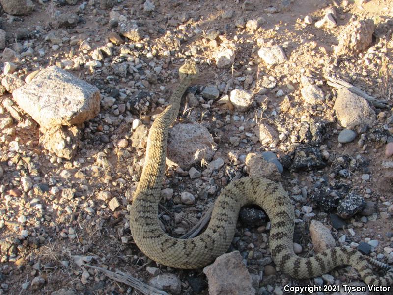 Great Basin Rattlesnake (Crotalus oreganus lutosus)