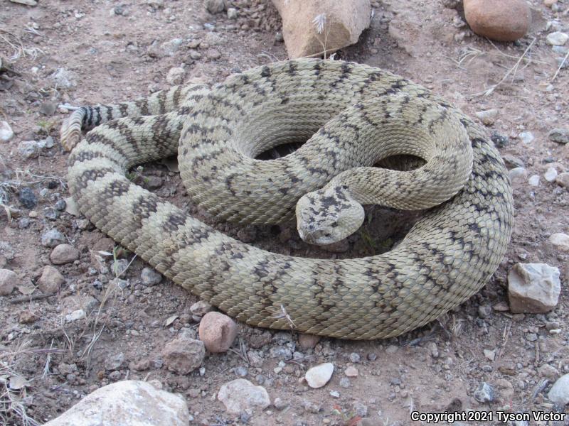 Great Basin Rattlesnake (Crotalus oreganus lutosus)