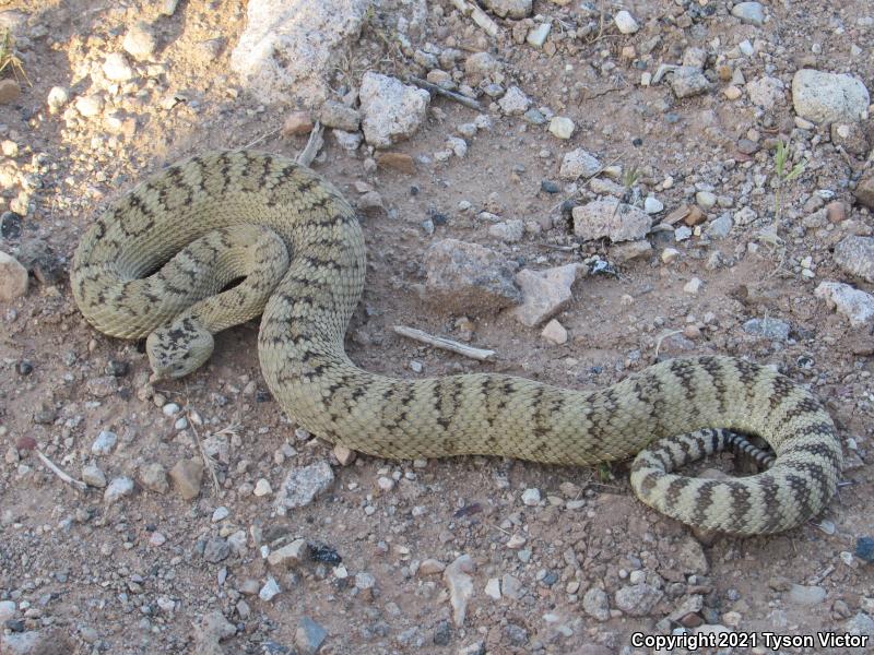 Great Basin Rattlesnake (Crotalus oreganus lutosus)