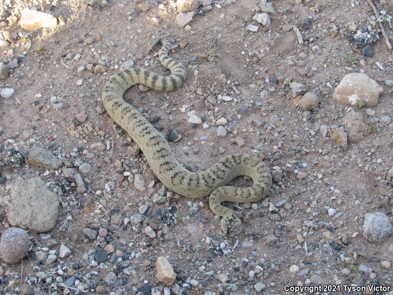 Great Basin Rattlesnake (Crotalus oreganus lutosus)