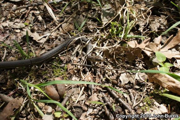 Chicago Gartersnake (Thamnophis sirtalis semifasciatus)