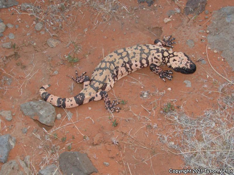 Banded Gila Monster (Heloderma suspectum cinctum)