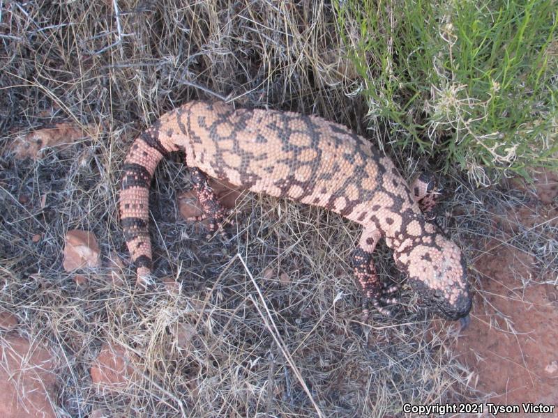 Banded Gila Monster (Heloderma suspectum cinctum)