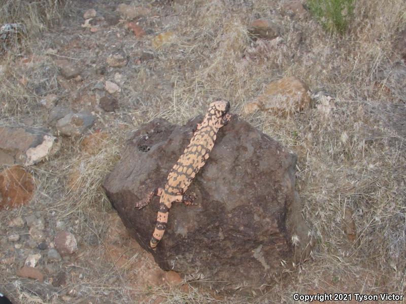 Banded Gila Monster (Heloderma suspectum cinctum)