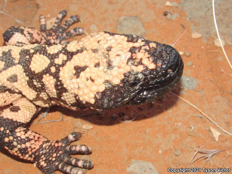 Banded Gila Monster (Heloderma suspectum cinctum)