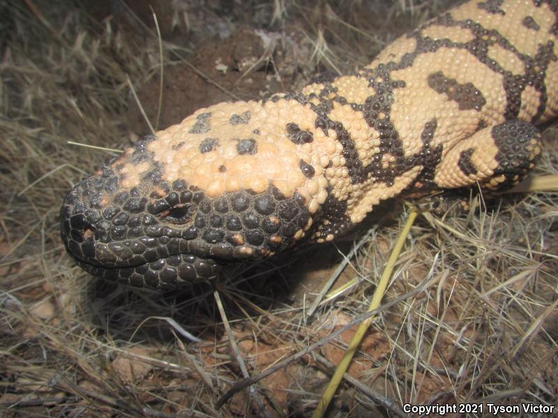 Banded Gila Monster (Heloderma suspectum cinctum)