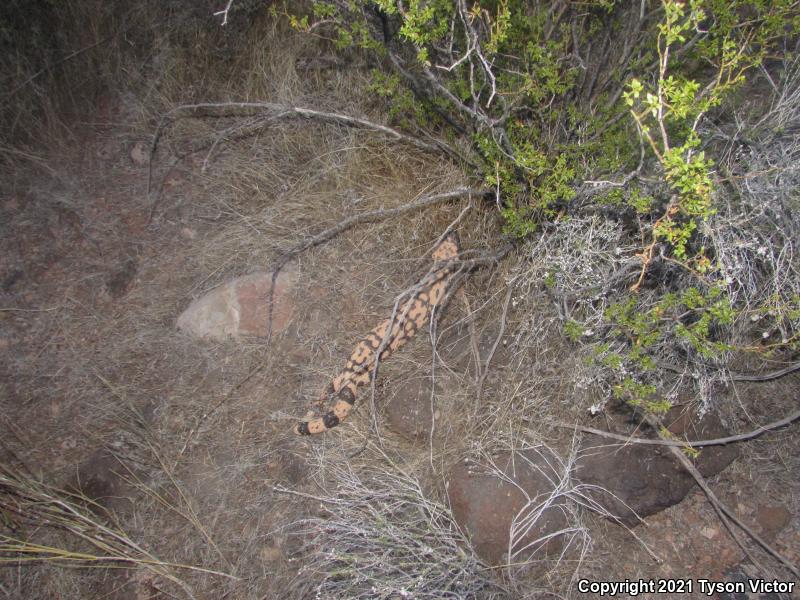 Banded Gila Monster (Heloderma suspectum cinctum)