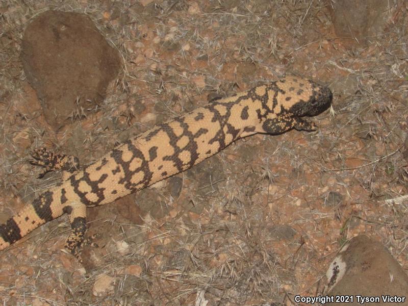 Banded Gila Monster (Heloderma suspectum cinctum)