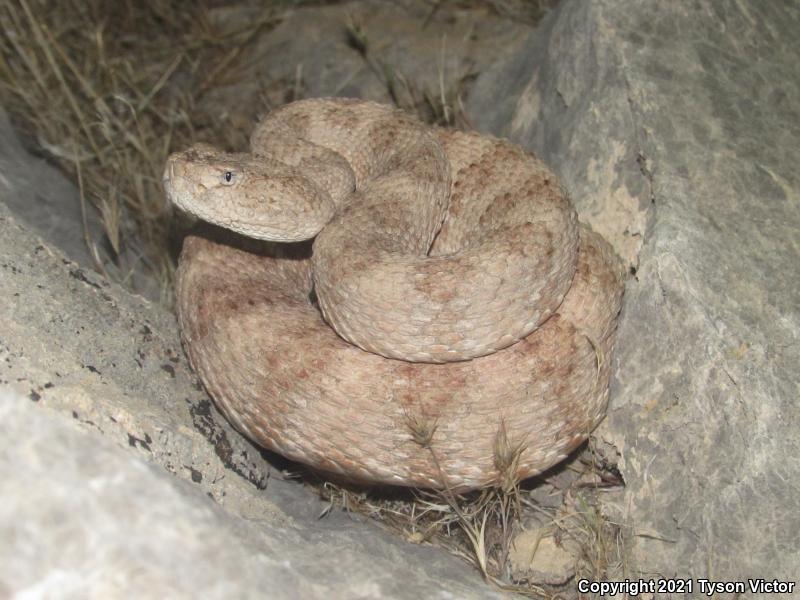 Southwestern Speckled Rattlesnake (Crotalus mitchellii pyrrhus)