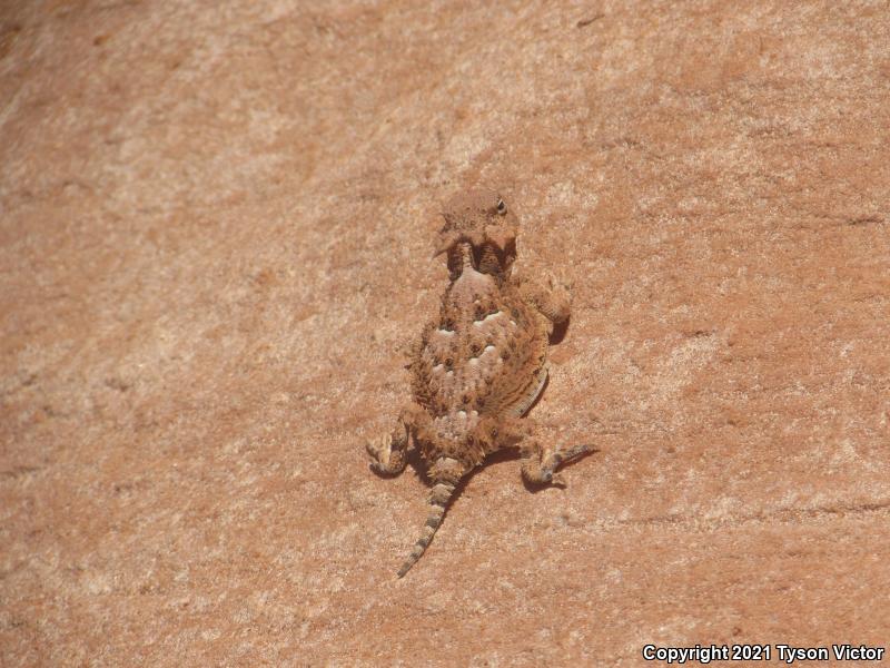 Southern Desert Horned Lizard (Phrynosoma platyrhinos calidiarum)