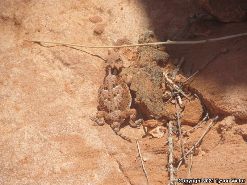 Southern Desert Horned Lizard (Phrynosoma platyrhinos calidiarum)