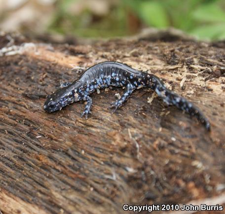 Blue-spotted Salamander (Ambystoma laterale)