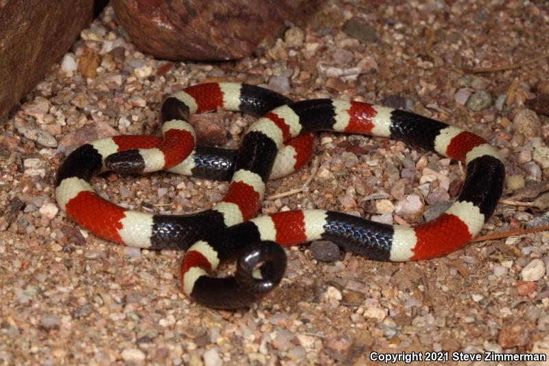 Sonoran Coralsnake (Micruroides euryxanthus)