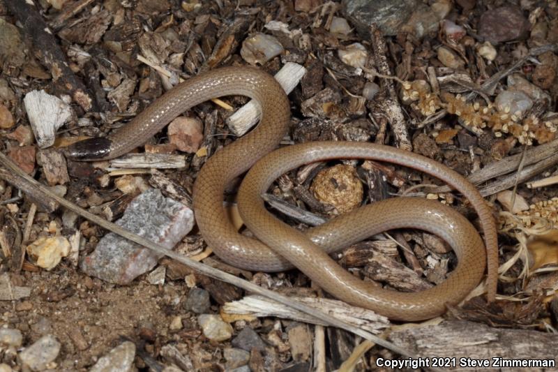 Smith's Black-headed Snake (Tantilla hobartsmithi)