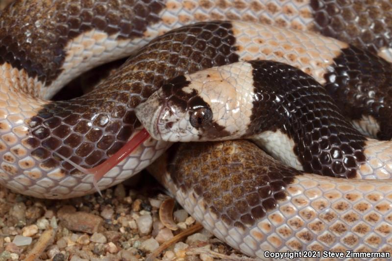 Saddled Leaf-nosed Snake (Phyllorhynchus browni)