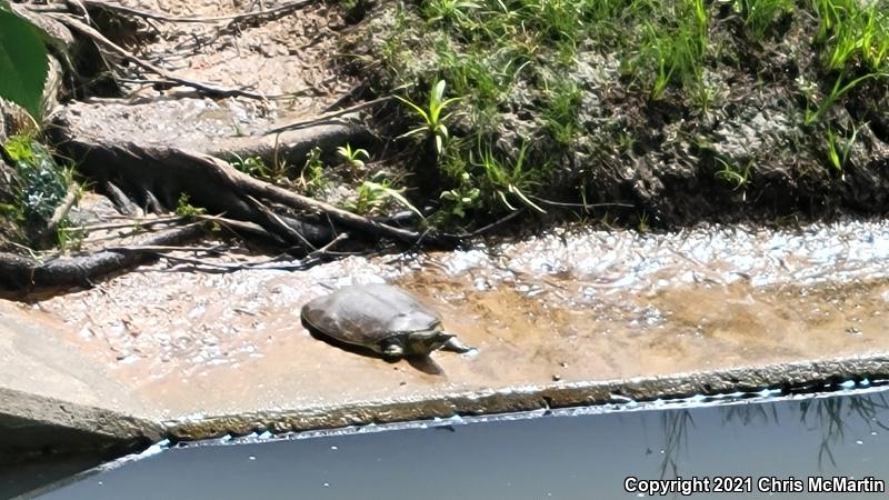 Texas Spiny Softshell (Apalone spinifera emoryi)