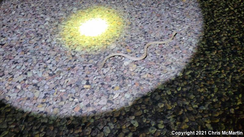 Northern Trans-Pecos Rat Snake (Bogertophis subocularis subocularis)