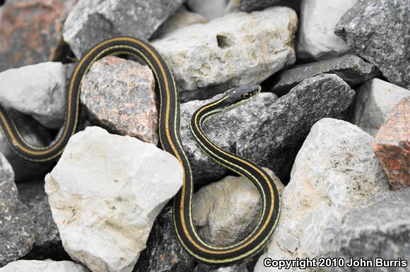 Orange-striped Ribbonsnake (Thamnophis proximus proximus)