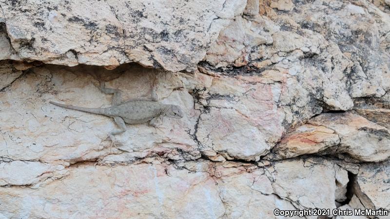 Canyon Lizard (Sceloporus merriami)