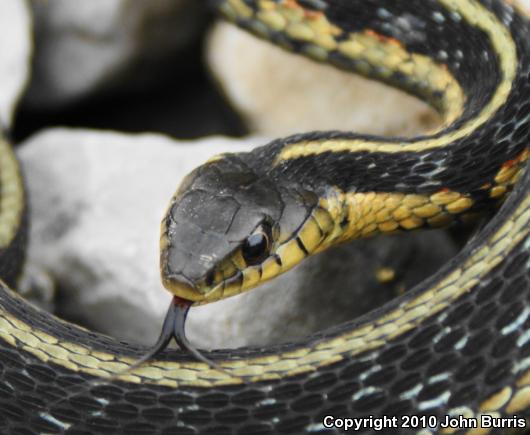 Chicago Gartersnake (Thamnophis sirtalis semifasciatus)