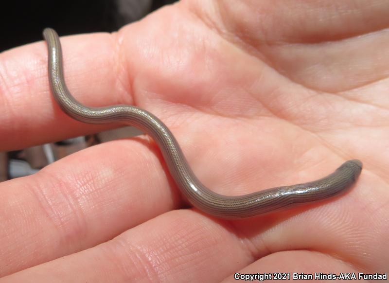 California Legless Lizard (Anniella pulchra)