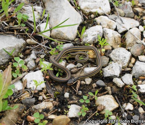 Orange-striped Ribbonsnake (Thamnophis proximus proximus)