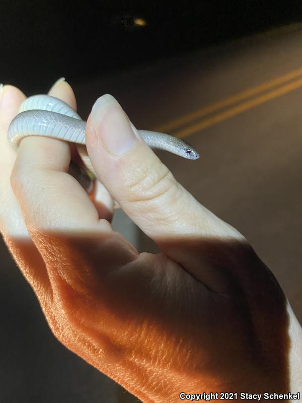 Smooth Earthsnake (Virginia valeriae)