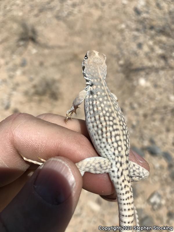 Northern Desert Iguana (Dipsosaurus dorsalis dorsalis)