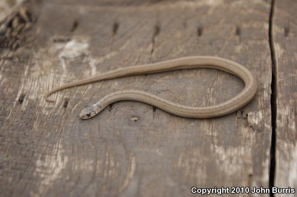 Midland Brownsnake (Storeria dekayi wrightorum)