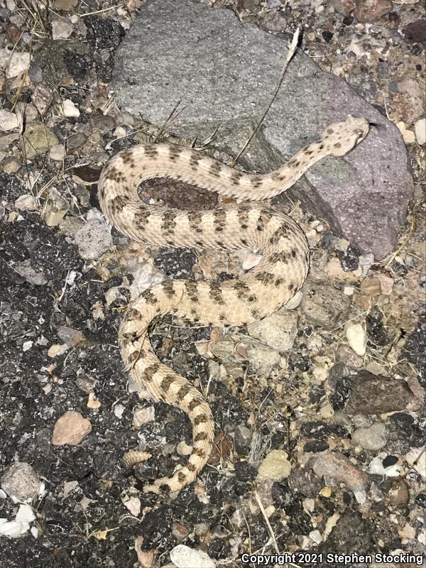 Mojave Desert Sidewinder (Crotalus cerastes cerastes)