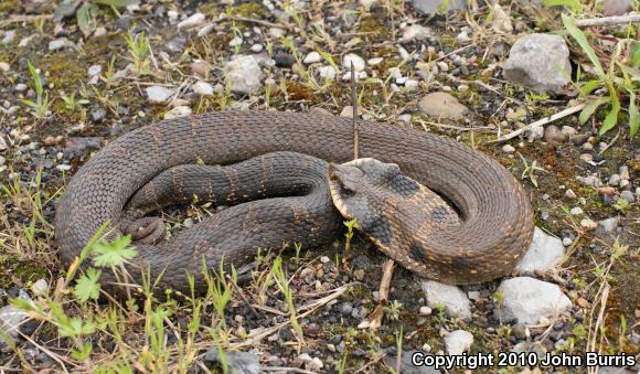 Eastern Hog-nosed Snake (Heterodon platirhinos)