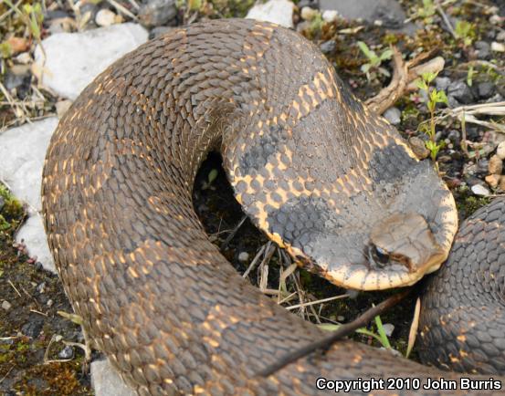 Eastern Hog-nosed Snake (Heterodon platirhinos)