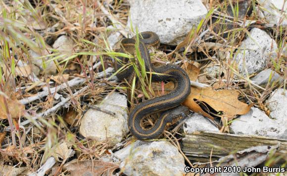 Chicago Gartersnake (Thamnophis sirtalis semifasciatus)