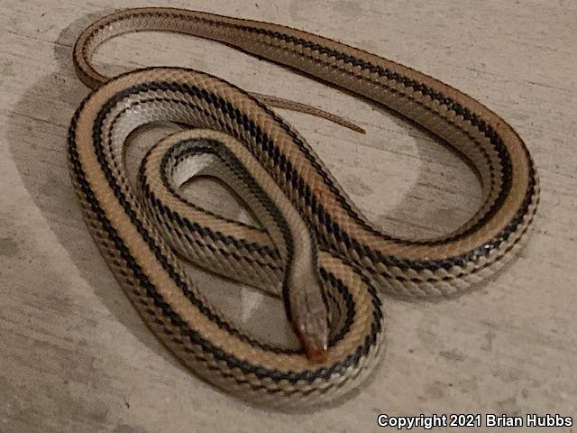 Big Bend Patch-nosed Snake (Salvadora hexalepis deserticola)