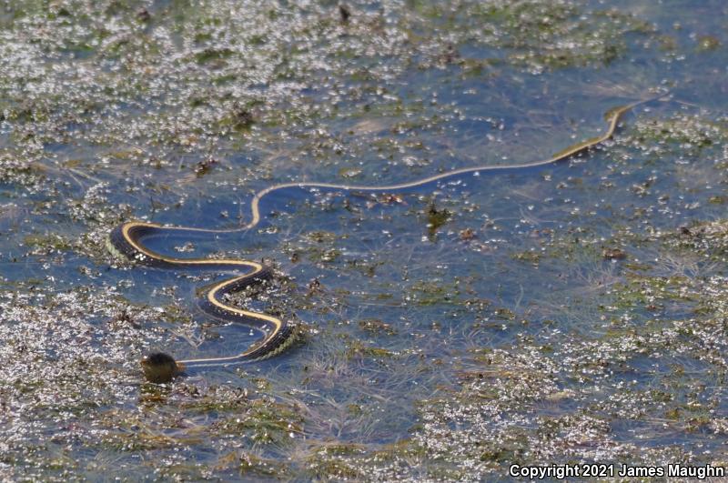 Diablo Gartersnake (Thamnophis atratus zaxanthus)