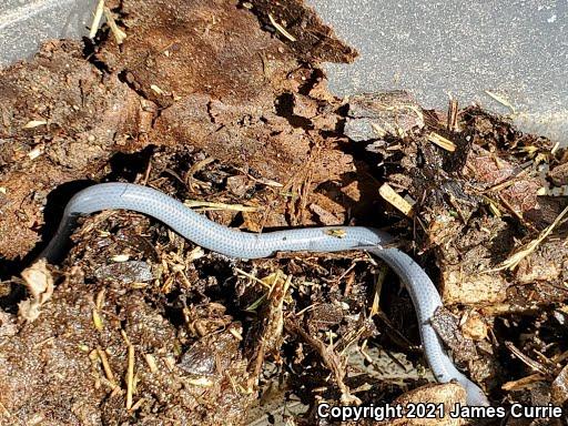 Brahminy Blindsnake (Ramphotyphlops braminus)